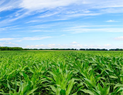 高塔硝硫基復(fù)合肥，有啥特點，怎么使用？